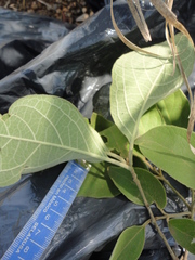 Cordia trichotoma