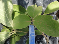 Cordia trichotoma