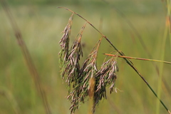 Thamnochortus glaber