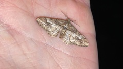 Pseuderannis lomozemia