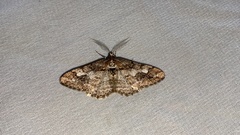 Pseuderannis lomozemia