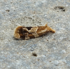 Aethes interruptofasciata