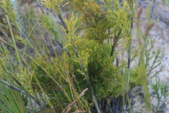Thamnochortus cinereus