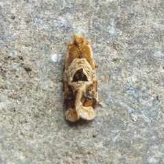 Aethes interruptofasciata