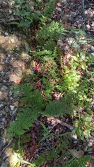 Cheilanthes parviloba