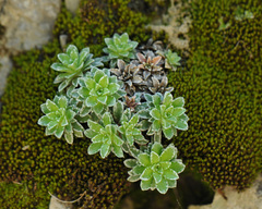 Saxifraga marginata