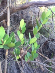 Pterocelastrus tricuspidatus