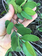 Pterocelastrus tricuspidatus