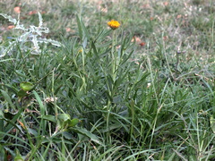 Gaillardia megapotamica megapotamica