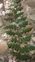 Cheilanthes parviloba