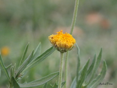 Gaillardia megapotamica megapotamica