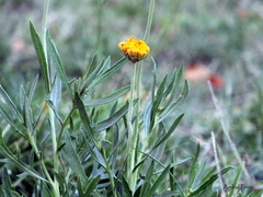 Gaillardia megapotamica megapotamica