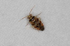 Tropidosteptes quercicola