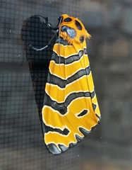 Amphicallia bellatrix