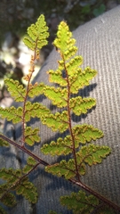 Cheilanthes parviloba