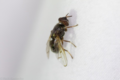 Senopterina foxleei