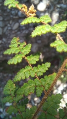 Cheilanthes parviloba