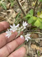 Allium fraseri