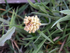 Gaillardia megapotamica megapotamica