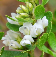 Psoralea lucens