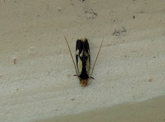 Isocorypha mediostriatella