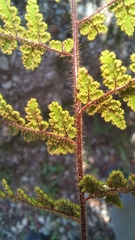 Cheilanthes parviloba