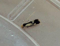 Isocorypha mediostriatella