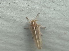 Stenocranus dorsalis