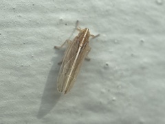 Stenocranus dorsalis