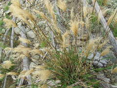 Miscanthus nepalensis