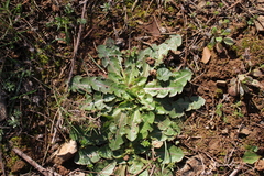 Taraxacum obovatum