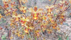 Cyrtopodium macrobulbon