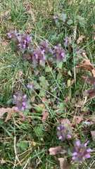 Lamium purpureum
