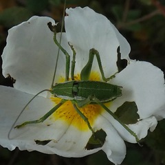 Odontura aspericauda
