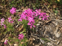 Phlox pilosa