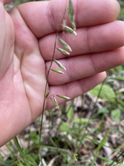 Melica mutica