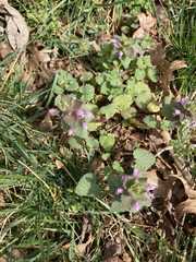 Lamium purpureum