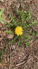 Taraxacum officinale