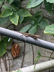 Anolis cristatellus