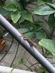 Anolis cristatellus
