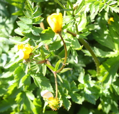 Ranunculus orthorhynchus