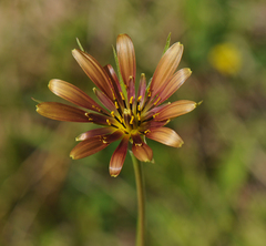 Tragopogon crocifolius