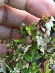 Vaccinium tenellum