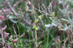 Triglochin barrelieri