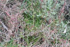 Triglochin barrelieri