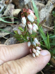 Vaccinium tenellum
