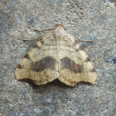 Macaria occiduaria