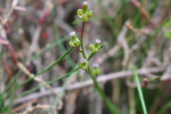 Triglochin barrelieri