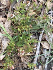 Vaccinium tenellum