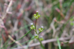 Triglochin barrelieri